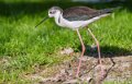echasse-blanche-a74n_00231
