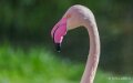 flamant-a74n_00250