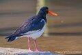huitrier-pie-a74n_00244