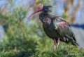 ibis-chauve-a74n_00242