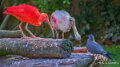 ibis-spatule-sterne-a74n_00223