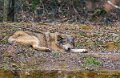 loup-a74n_00358