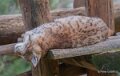 lynx-a74n_00356