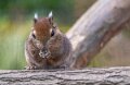 marmotini-a74n_00352