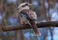martin-chasseur-a74n_00324