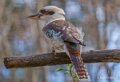 martin-chasseur-a74n_00325