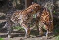 ocelot-a74n_00272