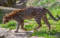 ocelot-a74n_00273
