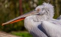 pelican-a74n_00251