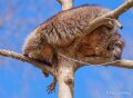 raton-laveur-a74n_00257