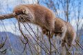 raton-laveur-a74n_00364