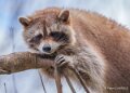 raton-laveur-a74n_00366