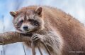 raton-laveur-a74n_00367