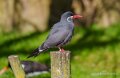 sterne-inca-a74n_00224