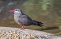 sterne-inca-a74n_00227