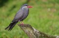sterne-inca-a74n_00228