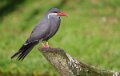 sterne-inca-a74n_00229