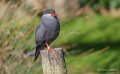 sterne-inca-a74n_00230