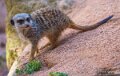 suricate-a74n_00300