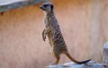 suricate-a74n_00301