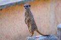 suricate-a74n_00302