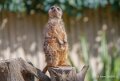 suricate-a74n_00303
