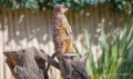 suricate-a74n_00304