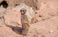 suricate-a74n_00305