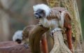 tamarin-a74n_00370