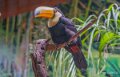 toucan-a74n_00374
