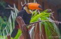 toucan-a74n_00375