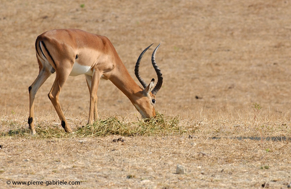 antilope_5547.jpg