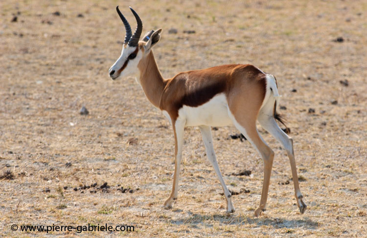 antilope_5552.jpg