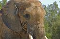 elephant_5662