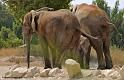 elephant_5666