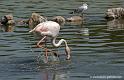 flamant_5643