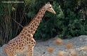 girafe_5559