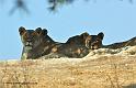 lionne_5576