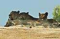 lionne_5581