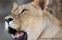 lionne_5584