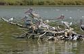 pelican_5629