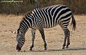 zebre_5611