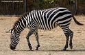 zebre_5613