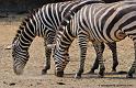 zebre_5615