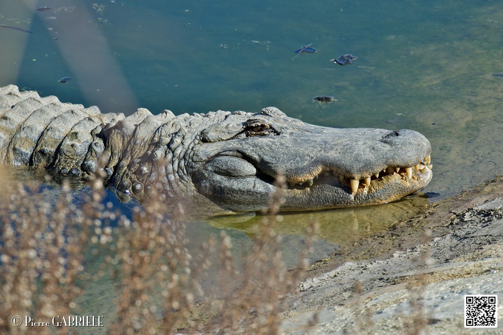 alligator_6959.jpg