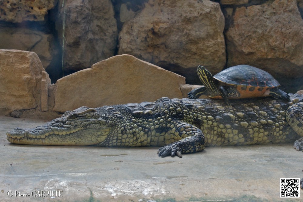alligator_6976.jpg