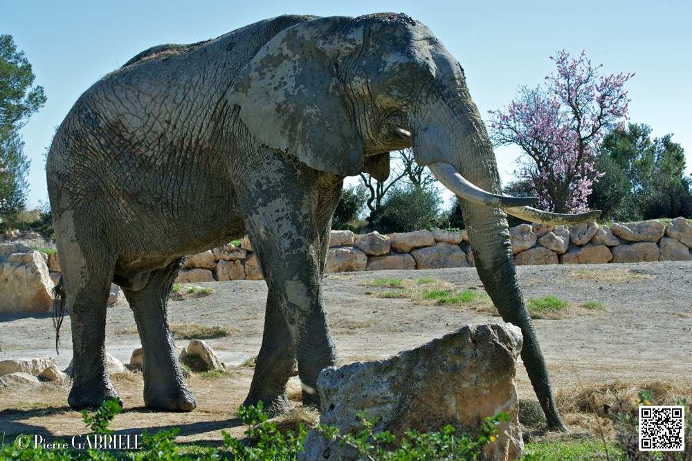 elephant_6995.jpg