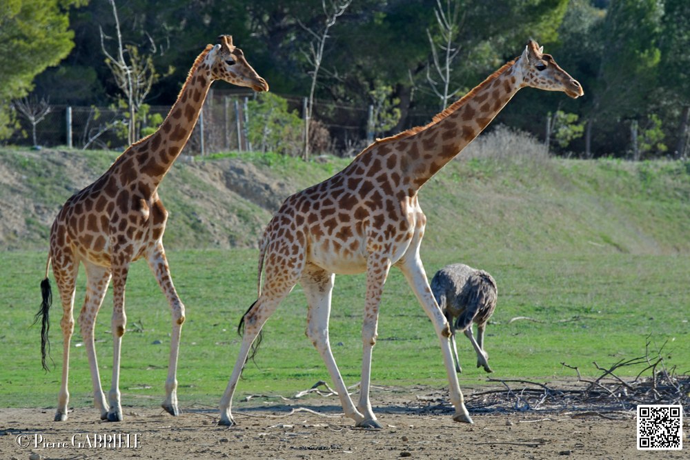 girafe_6737.jpg