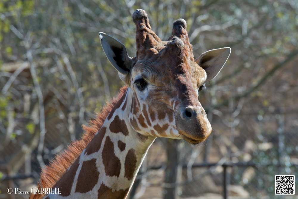 girafe_6850.jpg