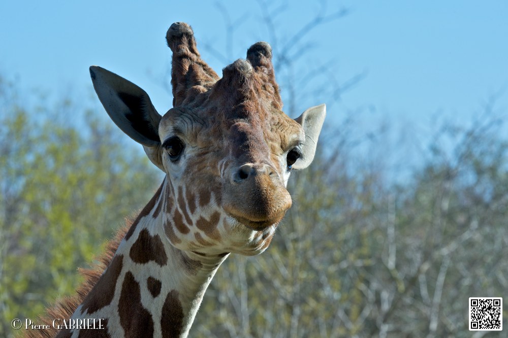 girafe_6853.jpg